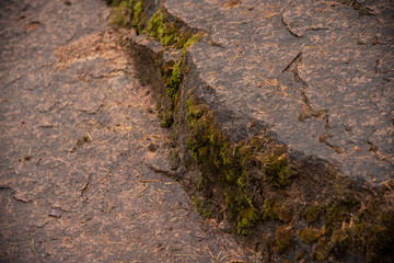 Green moss on a brown and gray stone closeup. Natural moss on stones. Texture in nature. Rock surface, Siberian nature