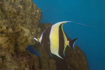 Moorish Idol Zanclus cornutus the type of fish known as Gill in Finding Nemo.