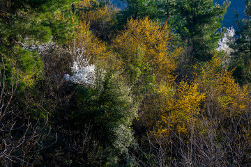 Forest and trees. Autumn or winter concept nature walks