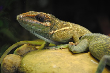 lizards on a rock
