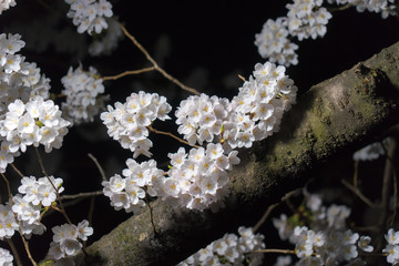 cherry tree blossom