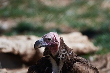 Wildlife
