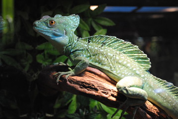 green iguana on a branch