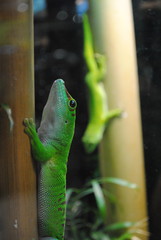 green lizards in a terrarium