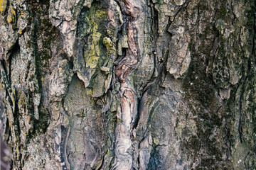 bark of a tree