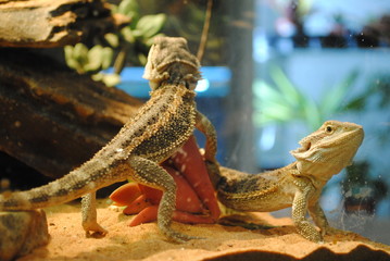 bearded iguanas in a terrarium