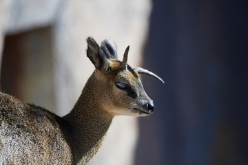 Wildlife