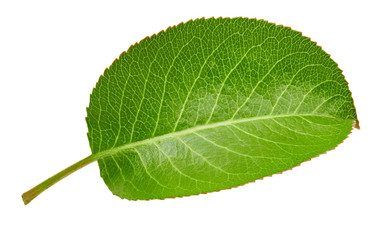 Pears leaves isolated on white
