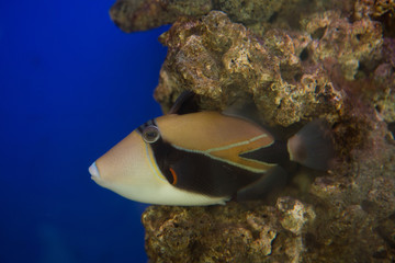 Lagoon triggerfish Rhinecanthus aculeatus , also known as the Picasso triggerfish.