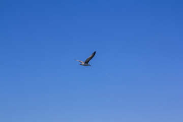 Fototapeta premium A seagull on a clear blue sky and the trail of a flying airplane. Minimalism. Flight of bird