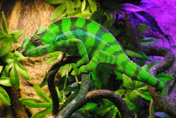 green chameleon