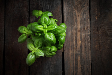 Basil. Herb leaves of fresh basil on a wooden background.