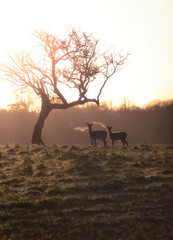 Deer in morning sun