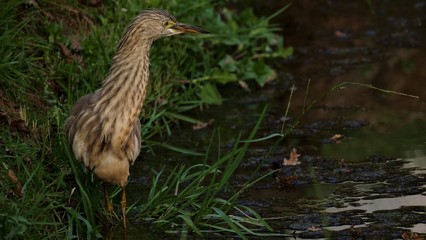 Grey heron in search of Pray