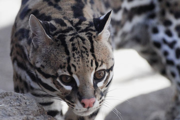 Wildlife