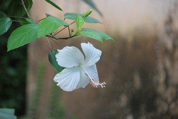 white Hibiscus