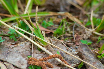 herbs and gras on the floor 