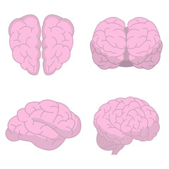 Human brain vector design illustration isolated on white background