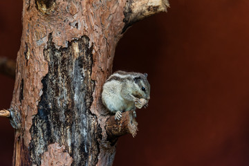 A small chipmunk with stripes on the head, back and tail. Eating on a tree trunk. Brown background.