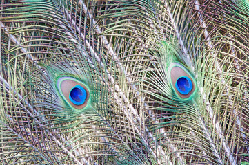 Peacock Feathers