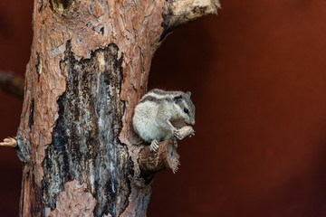 A small chipmunk with stripes on the head, back and tail. Eating on a tree trunk. Brown background.