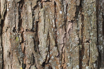 bark, tree, texture