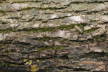 bark, tree, texture