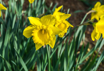 Obraz premium Yellow Spring Daffodil Closeup