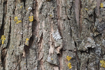 bark, tree, texture