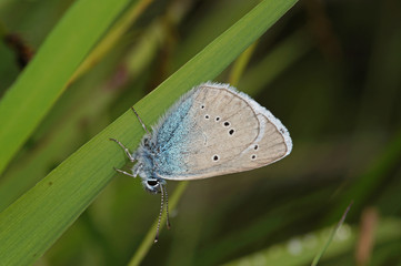 Polyommatus semiargus (ROTTEMBURG, 1775) Rotklee-Bläuling DE, BY, Tegelberg bei Füssen 15.07.2014