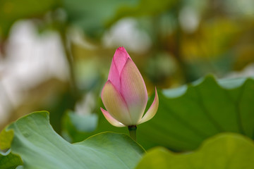 pink lotus flower in garden
