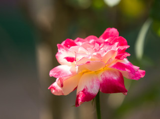 Fototapeta premium White mix pink rose flower