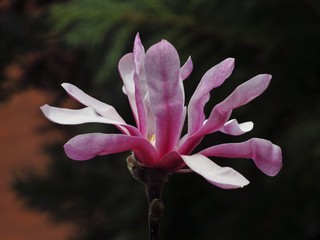 pink flower