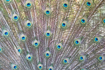 Obraz premium Peacock Feathers