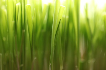 grass with water drops of dew
