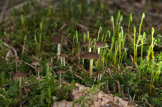 Spring edible mushroom Strobilurus esculentus growing on the spruce cone in the moss spruce forest. Magical light, natural environment.