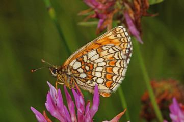 Melitaea athalia (ROTTEMBURG, 1775) Gemeiner Scheckenfalter, Wachtelweizen-Scheckenfalter DE, BY, Füssen, Galgenbichl 13.07.2014