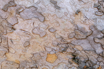 Beautiful Unique Texture of Very Old and Very Big London Plane Tree
