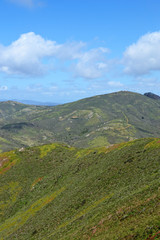 Naklejka premium 緑の夏山と空01_縦