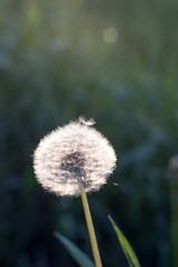 Beautiful dandelion flower on blur grass background, closeup, macro. Summer day