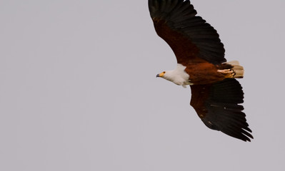 Eagle fish flying