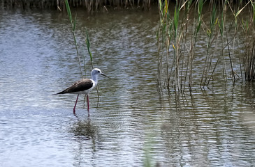 A black-winged stilt marching in water, some water grass around, and ripples on the water surface