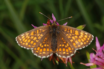 Melitaea athalia (ROTTEMBURG, 1775) Gemeiner Scheckenfalter, Wachtelweizen-Scheckenfalter DE, BY, Füssen, Galgenbichl 13.07.2014