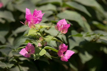 Pink  Bougainvillea flower