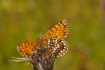 Melitaea diamina (LANG, 1789) Baldrian-Scheckenfalter DE, BY, Füssen, Galgenbichl 13.07.2014