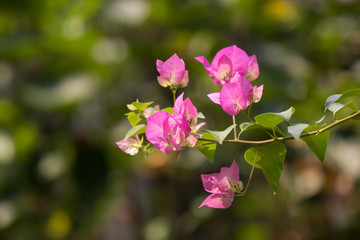 Pink  Bougainvillea flower