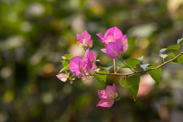 Obraz premium Pink Bougainvillea flower