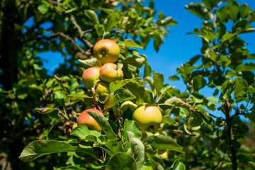 apples grows on a branch among the green foliage against a blue sky