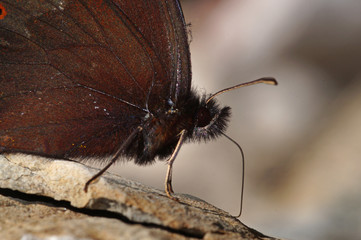 Obraz premium Erebia ligea (LINNAEUS, 1758) Weißbindiger Mohrenfalter DE, BY, Halblechtal 17.07.2014