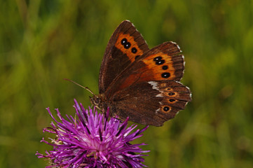 Obraz premium Erebia ligea (LINNAEUS, 1758) Weißbindiger Mohrenfalter DE, BY, Halblechtal 17.07.2014